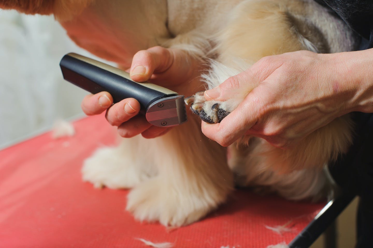 ケガを予防する 犬の足の裏の毛のバリカンカット方法や注意点とは わんクォール