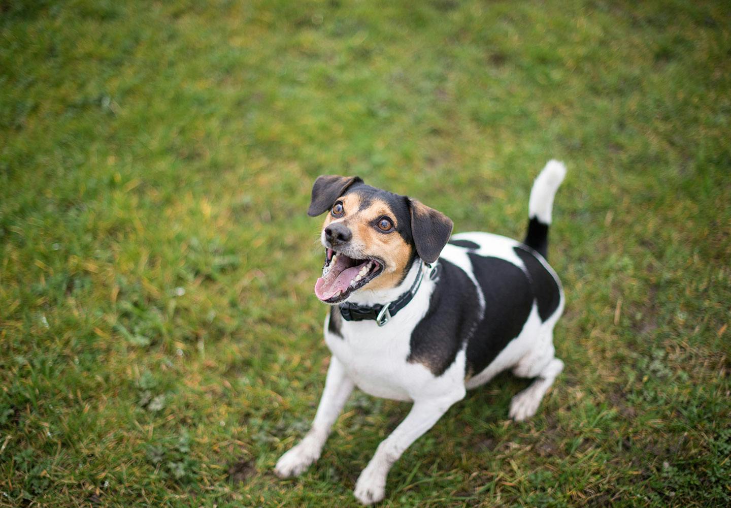 獣医師監修 犬の鳴き声には理由がある 鳴き方で分かる気持ちと しつけや対処法について解説 わんクォール