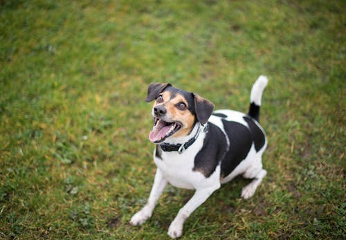 獣医師監修 犬の鳴き声には理由がある 鳴き方で分かる気持ちと しつけや対処法について解説 わんクォール 獣医師監修 犬の鳴き声には理由がある 鳴き方で分かる気持ちと しつけや対処法について解説 わんクォール
