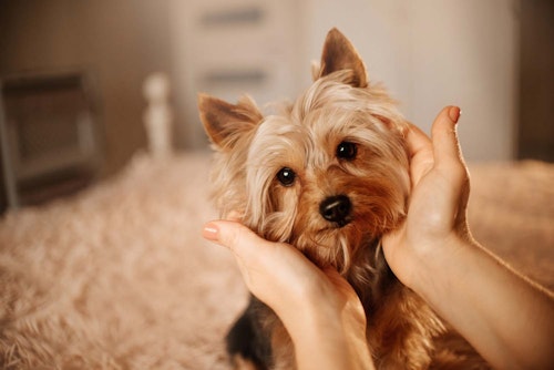【獣医師監修】愛犬の体調を把握するために毎日チェックすべきポイントとは？【犬の健康診断】