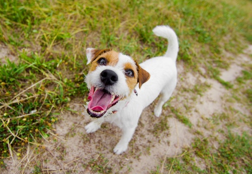 鳴き声で分かる犬の気持ちとは しつけと対処法についても解説 獣医師監修 わんクォール 鳴き声で分かる犬の気持ちとは しつけと対処法についても解説 獣医師監修 わんクォール