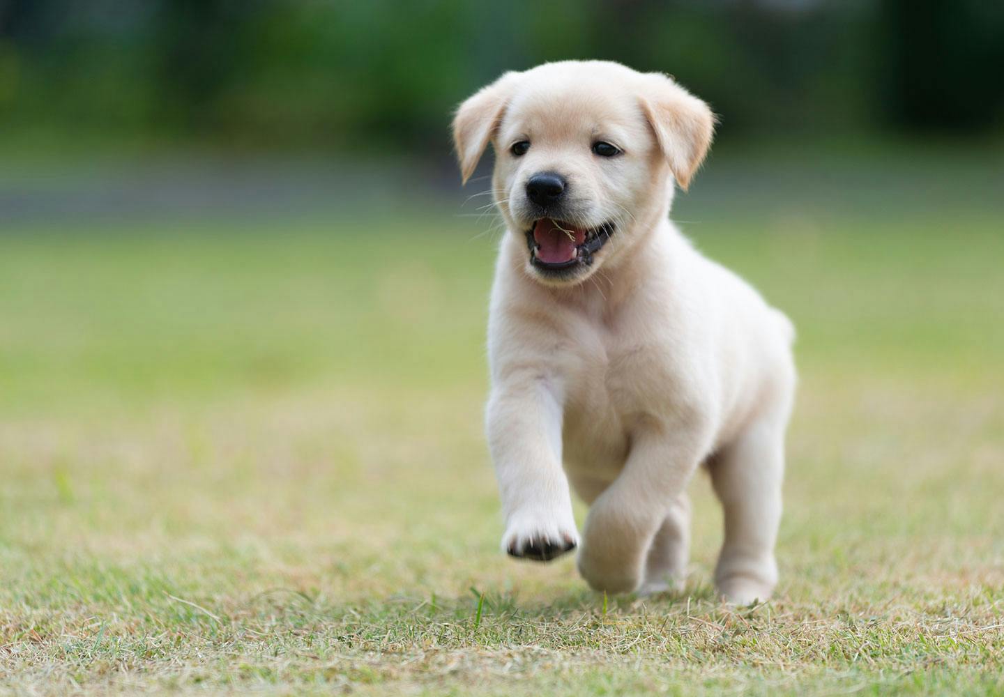 印刷可能 タイロシン 犬 タイロシン 犬 下痢 Mbaheblogjpuzaz