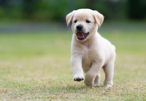 獣医師監修 犬も健康に腸内環境が関係している 毎日の食事や生活の中で気をつけるべきポイントを解説 わんクォール