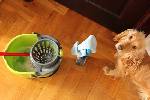 抜け毛やトイレのそそうはどう掃除する 犬用グッズのお手入れ法 わんクォール