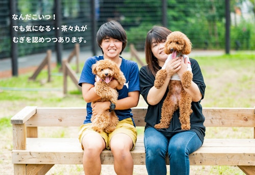 愛犬家の一日 Wanscene85 えりちゃん はーちゃん 茶々丸 むぎ トイプードル わんクォール 愛犬家の一日 Wanscene85 えりちゃん はーちゃん 茶々丸 むぎ トイプードル わんクォール