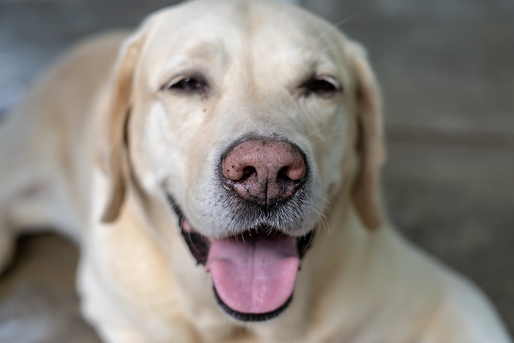 愛犬が体調不良かも おもしろく見えるけどキケンなしぐさとは Communication コミュニケーション わんクォール