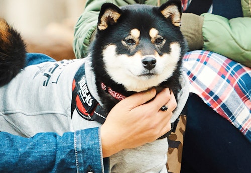 愛犬家の一日 Wanscene049 あつし ゆかこ だんご 柴犬 わんクォール