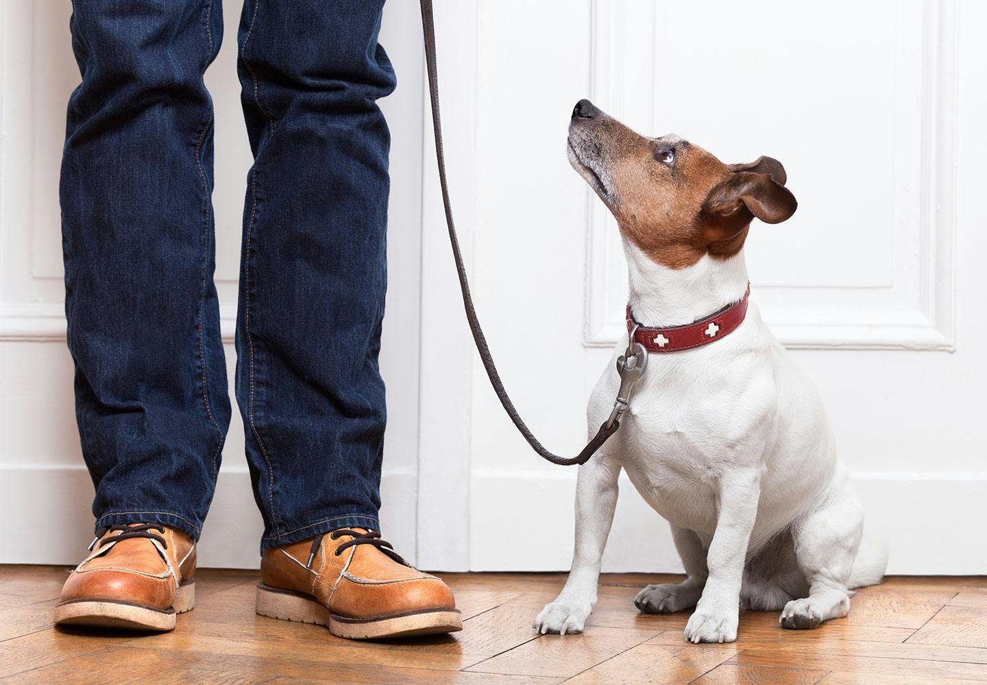 獣医師監修 犬が雷を怖がる理由と対処法とは 逆効果になる飼い主のng行動や予防策について解説 Illness 病気 わんクォール