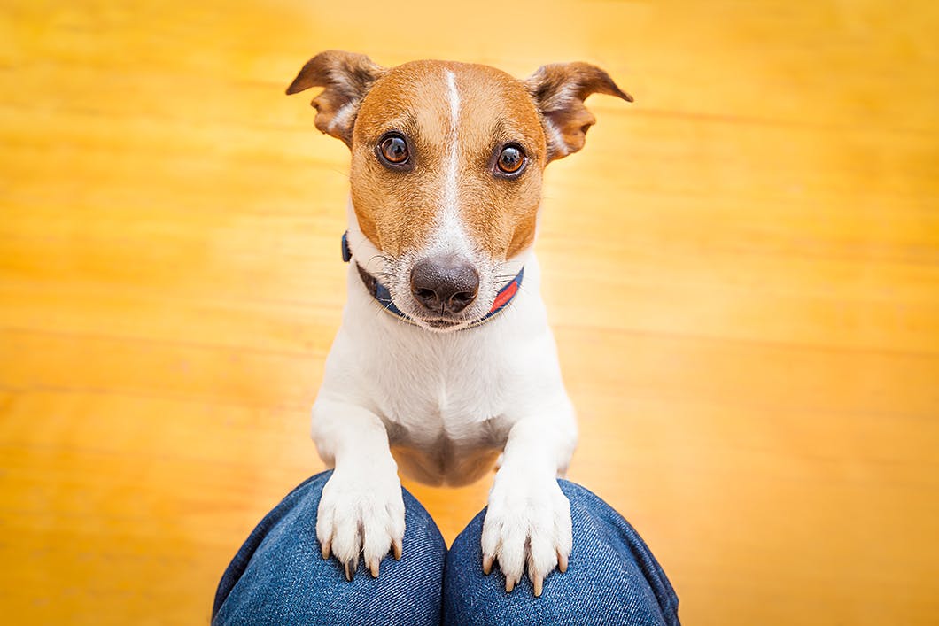 愛犬と信頼関係を築くには 信頼されるためのポイントをご紹介 Training しつけ わんクォール