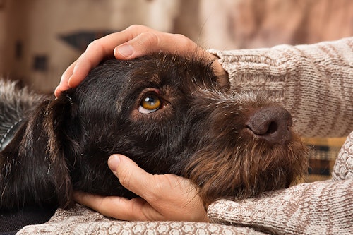 【獣医師監修】毎日3分！病気の早期発見に役立つ愛犬の健康チェック法