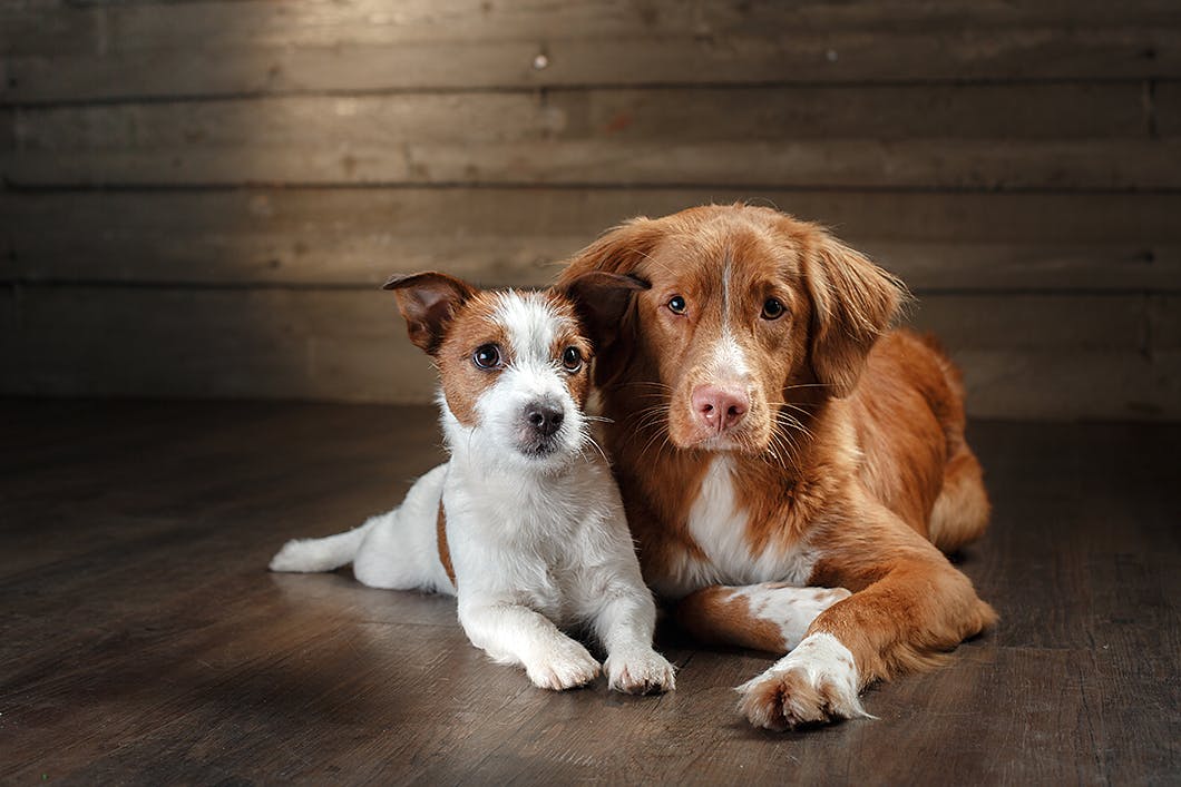 寂しがりやでも大丈夫 おやつはどうする 犬の留守番中の不安を解消 Training しつけ わんクォール