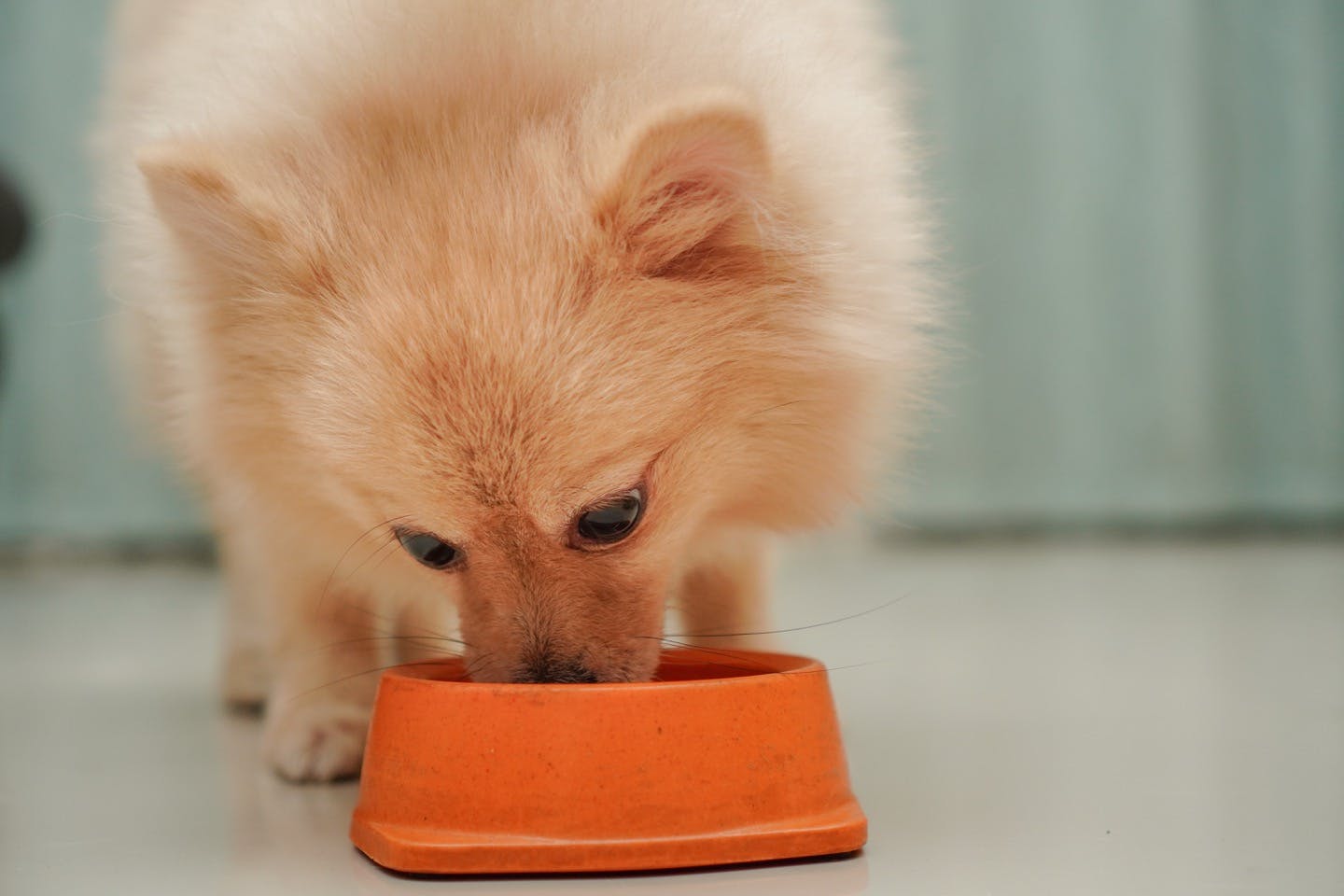 グレインフリーのドッグフードの方が犬にとってよい