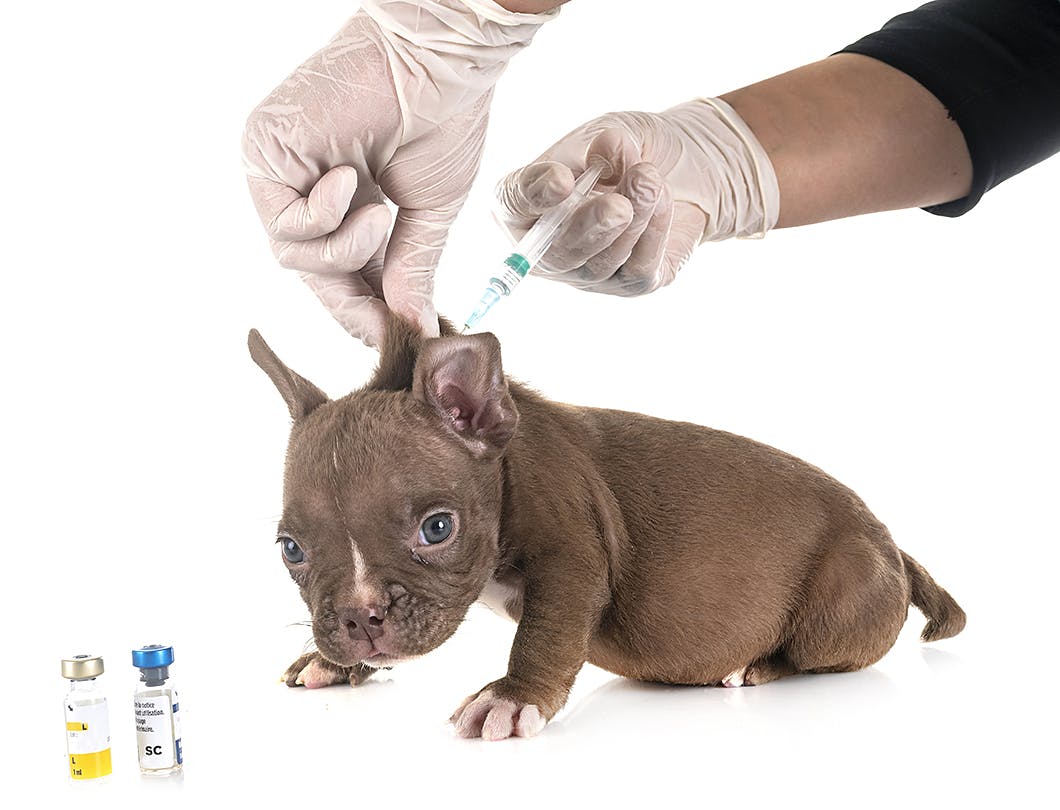 子犬のワクチン　狂犬病ワクチン　