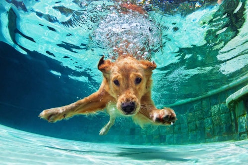 【獣医師監修】わんちゃんとの水遊びを安全に楽しむコツとは？水泳する時の基礎知識や注意点を解説