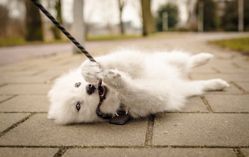 犬が散歩のときリードを引っ張るのはどうして 理由や対処法を解説 わんクォール