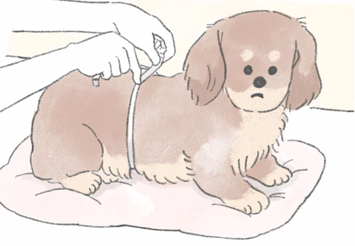 犬の服のサイズの測り方とは 正しい測り方や服を着せるメリット 注意点などについて解説 わんクォール 犬の服のサイズの測り方とは 正しい測り方や服を着せるメリット 注意点などについて解説 わんクォール