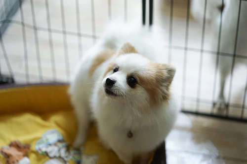電気はつけておく ハウスは必要 犬が留守番中に安心できる環境とは わんクォール 電気はつけておく ハウスは必要 犬が留守番中に安心できる環境とは わんクォール