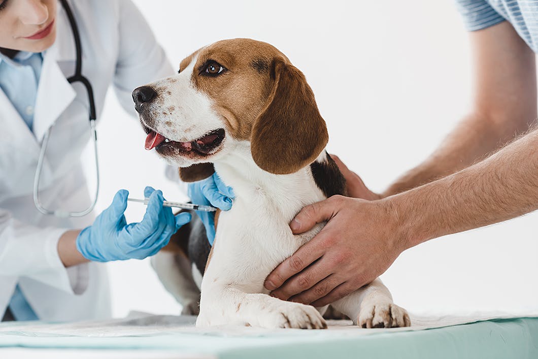 犬の健康診断の検査内容
