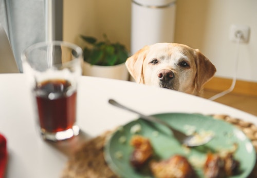 犬にチョコレートは危険 もし食べてしまった時の症状と対処法 誤食を防ぐ予防策を解説 獣医師監修 わんクォール 犬にチョコレートは危険 もし食べてしまった時の症状と対処法 誤食を防ぐ予防策を解説 獣医師監修 わんクォール