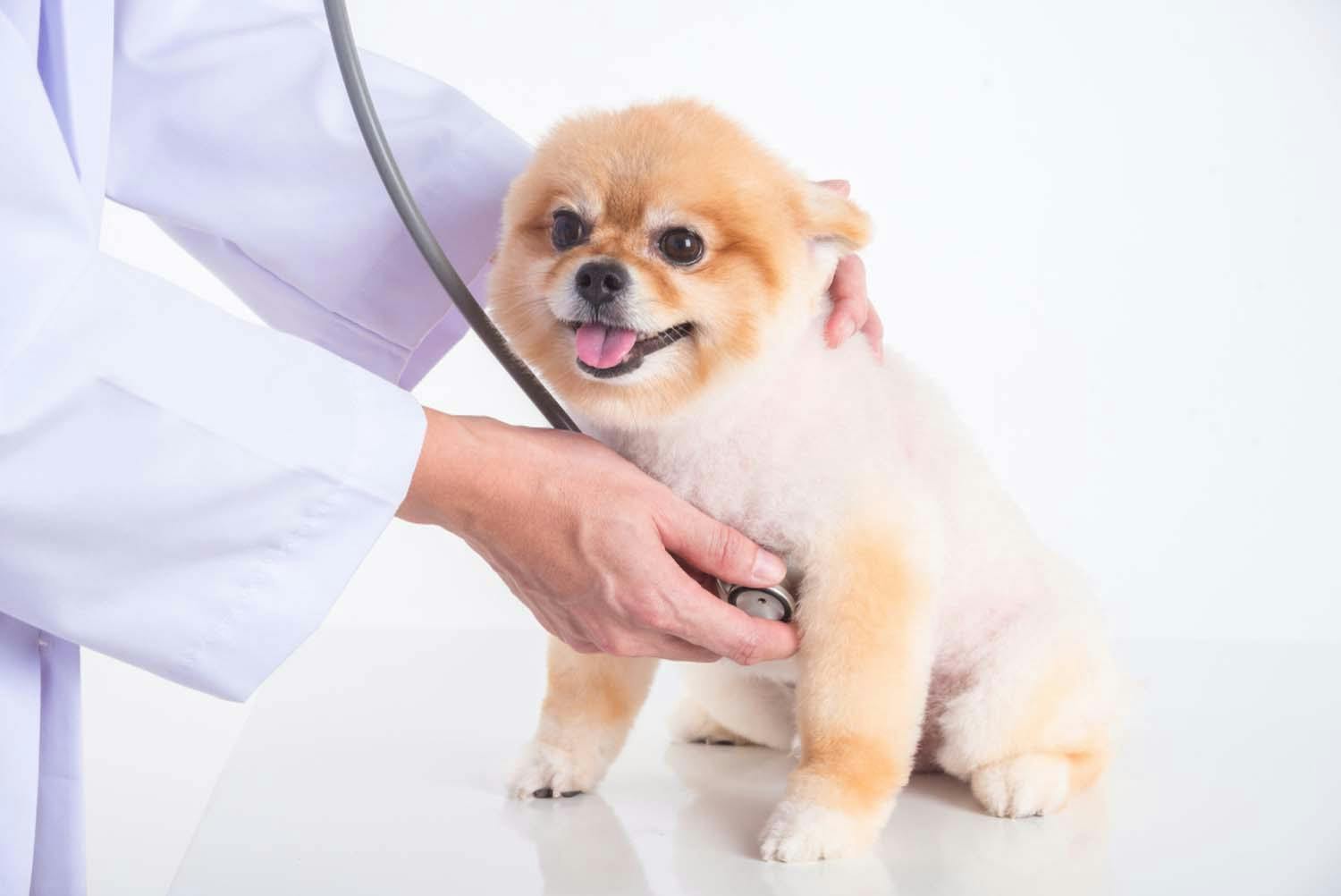犬や飼い主にとって相性のよい獣医師の見極め方