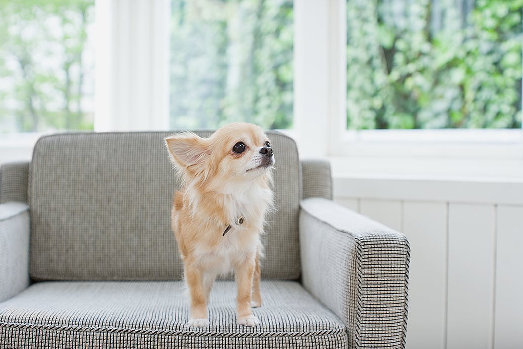 今日からできる愛犬の防災対策！住まいの備え・防災グッズを解説