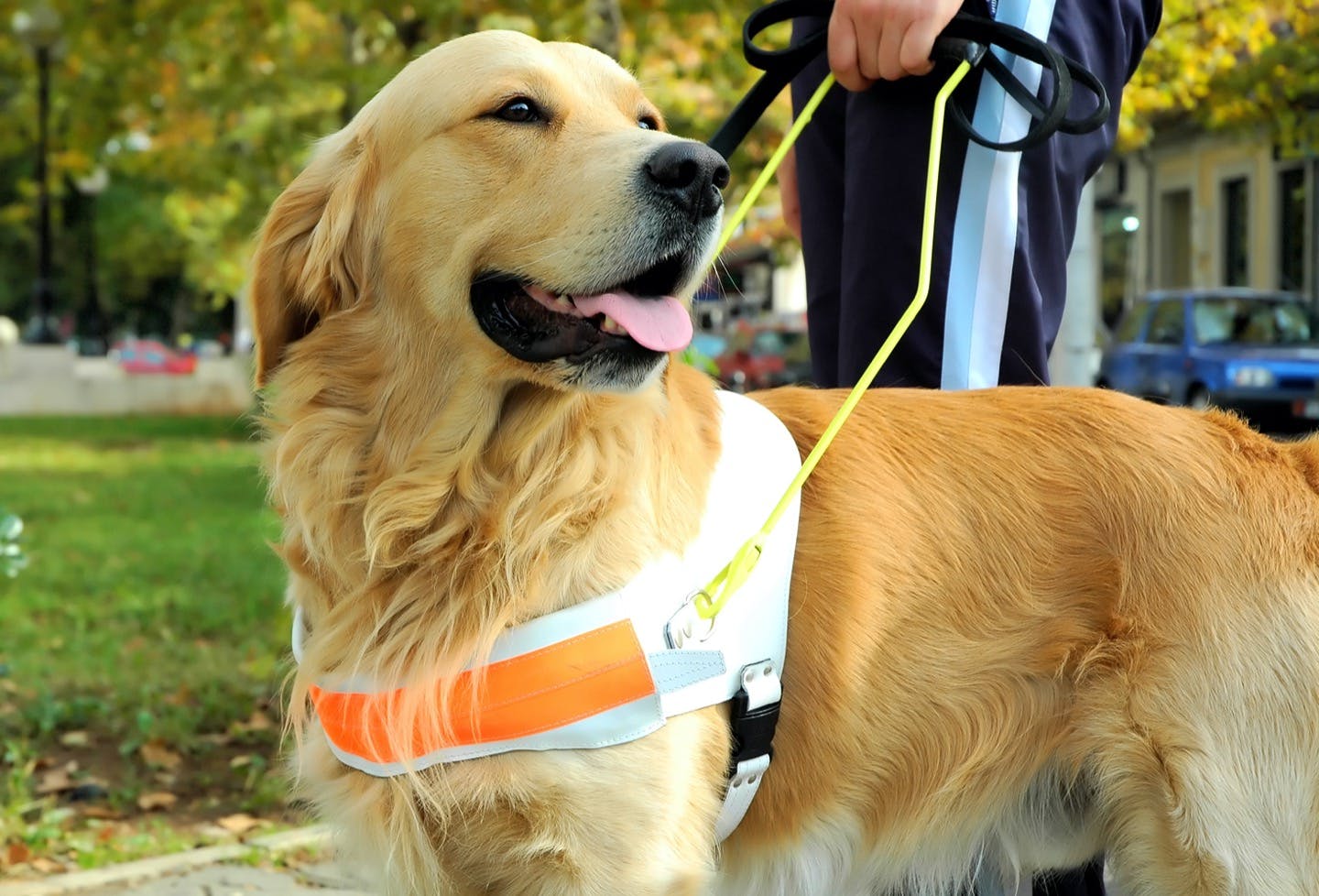 犬の仕事を知りたい 警察犬 盲導犬などいろいろな 働く犬 たち わんクォール