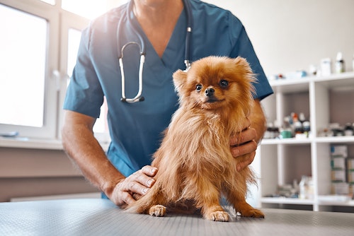 【獣医師監修】犬の注意したい腫瘍とは？症状や治療法とともに解説！