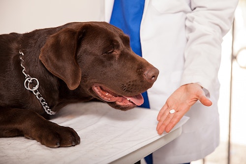 犬の薬の正しい飲ませ方は？安全に服用するための注意点を解説