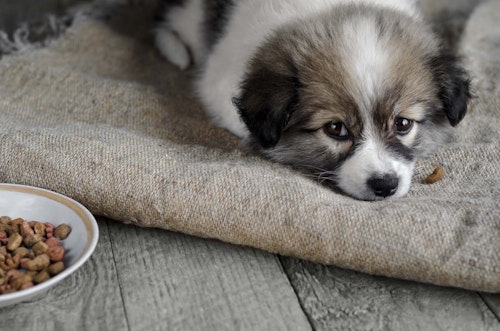 犬が急にご飯を食べなくなる理由とは 考えられる病気や病院に行くべき症状について解説 獣医師監修 わんクォール 犬が急にご飯を食べなくなる理由とは 考えられる病気や病院に行くべき症状について解説 獣医師監修 わんクォール