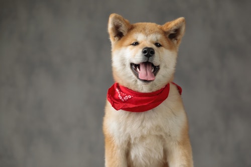 犬やペットのスペシャリストに！日本愛玩動物協会の資格＆検定