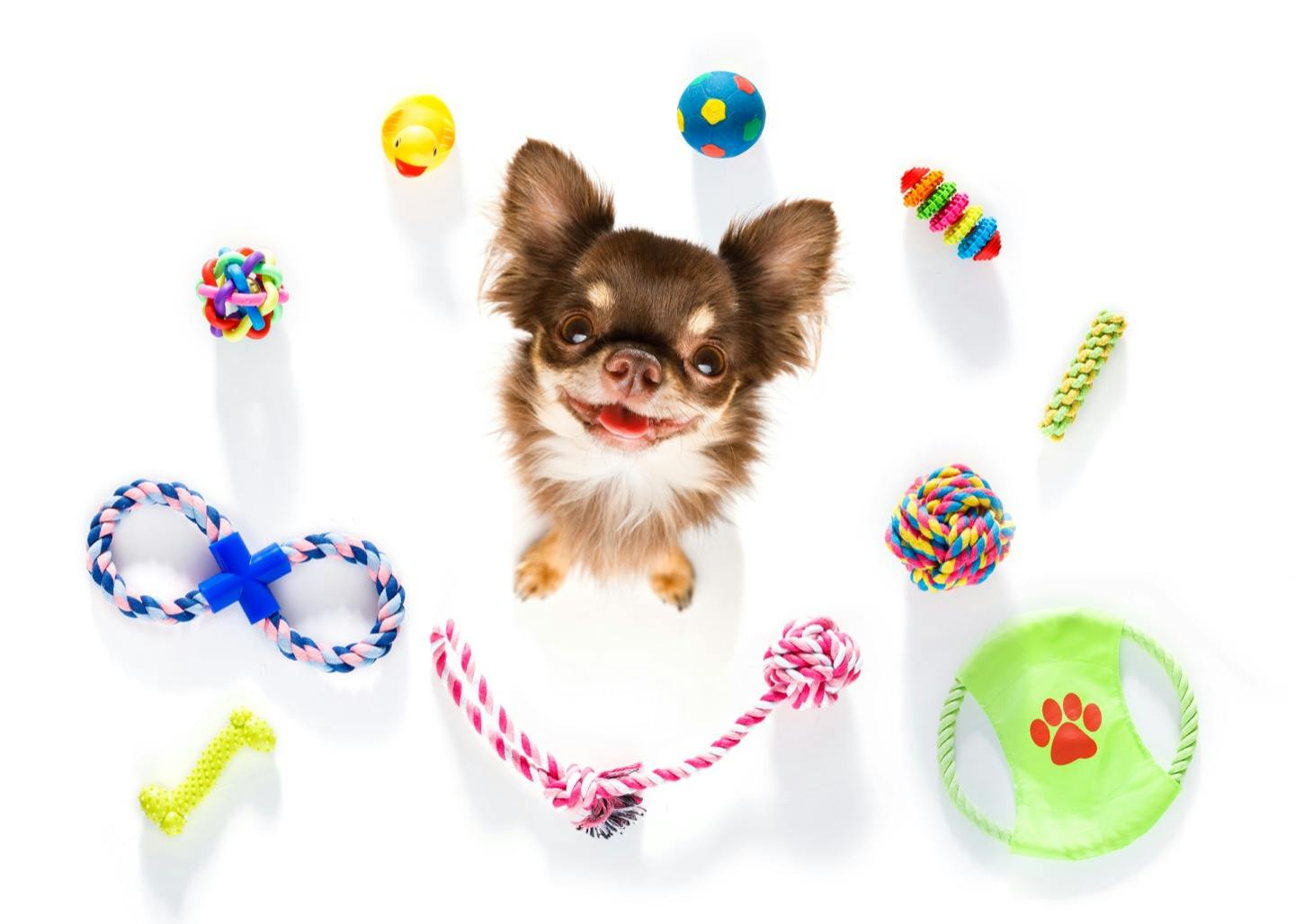 愛犬とおもちゃで遊ぼう！おすすめの遊び方＆最適なおもちゃをご紹介
