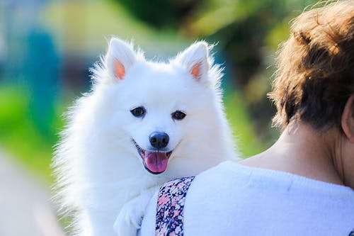 日本スピッツってどんな犬種 性格 特徴 かかりやすい病気を解説 わんクォール