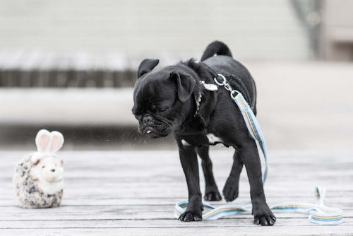 犬のくしゃみが止まらない原因は 考えられる病気や病院に連れていくべき症状 逆くしゃみについても解説 獣医師監修 わんクォール