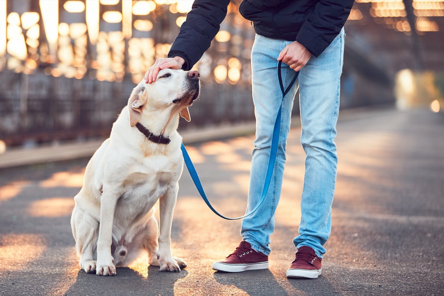 犬の首輪 ハーネス リードの正しい選び方とは 最適なサイズを解説 Health 健康 わんクォール