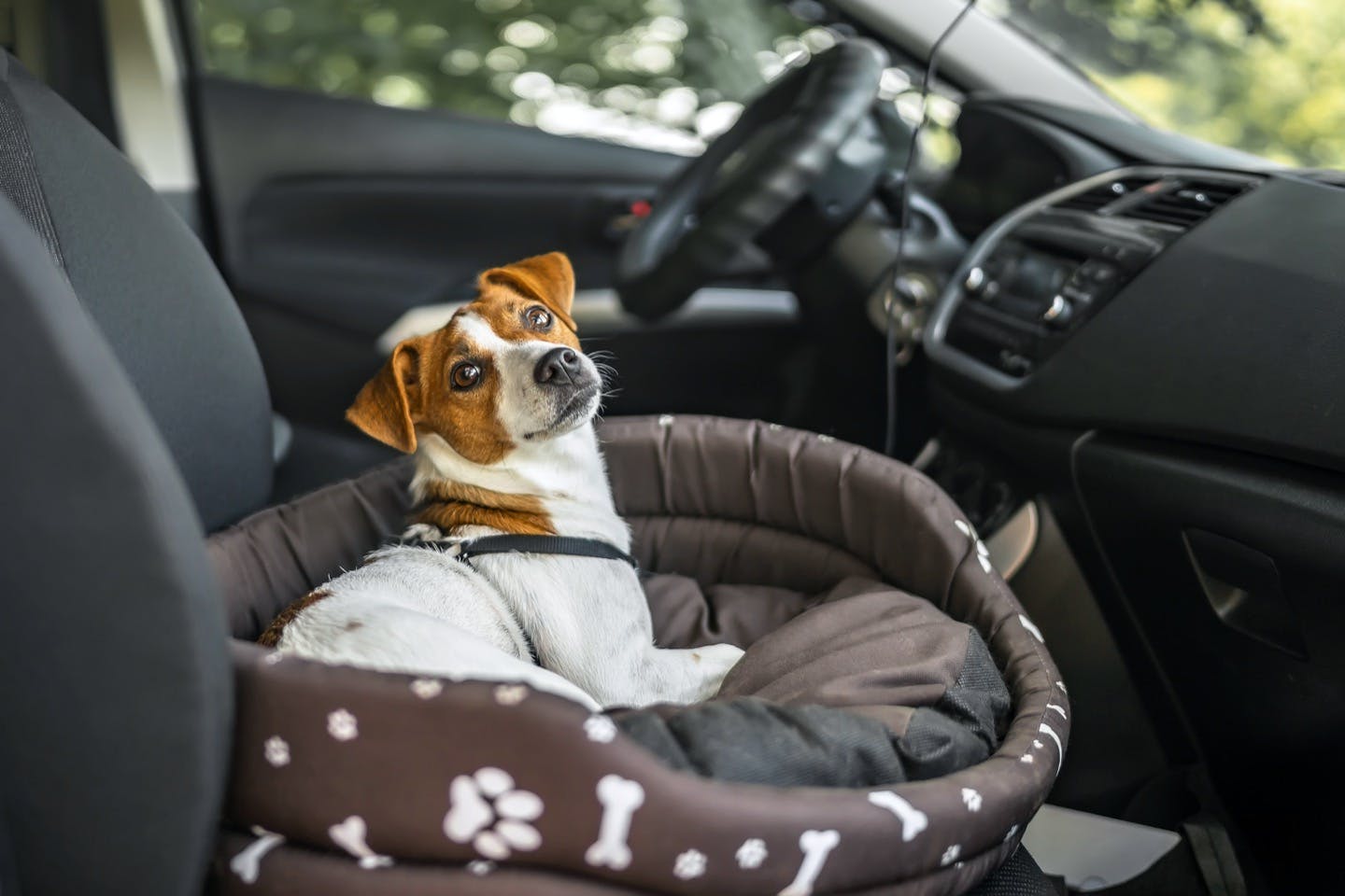 フリーで車に乗せるのは違反 犬を車に乗せるときに必要なグッズとは Active おでかけ わんクォール