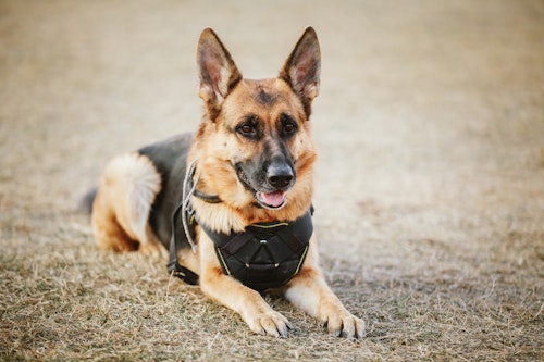 犬の仕事を知りたい 警察犬 盲導犬などいろいろな 働く犬 たち わんクォール 犬の仕事を知りたい 警察犬 盲導犬などいろいろな 働く犬 たち わんクォール