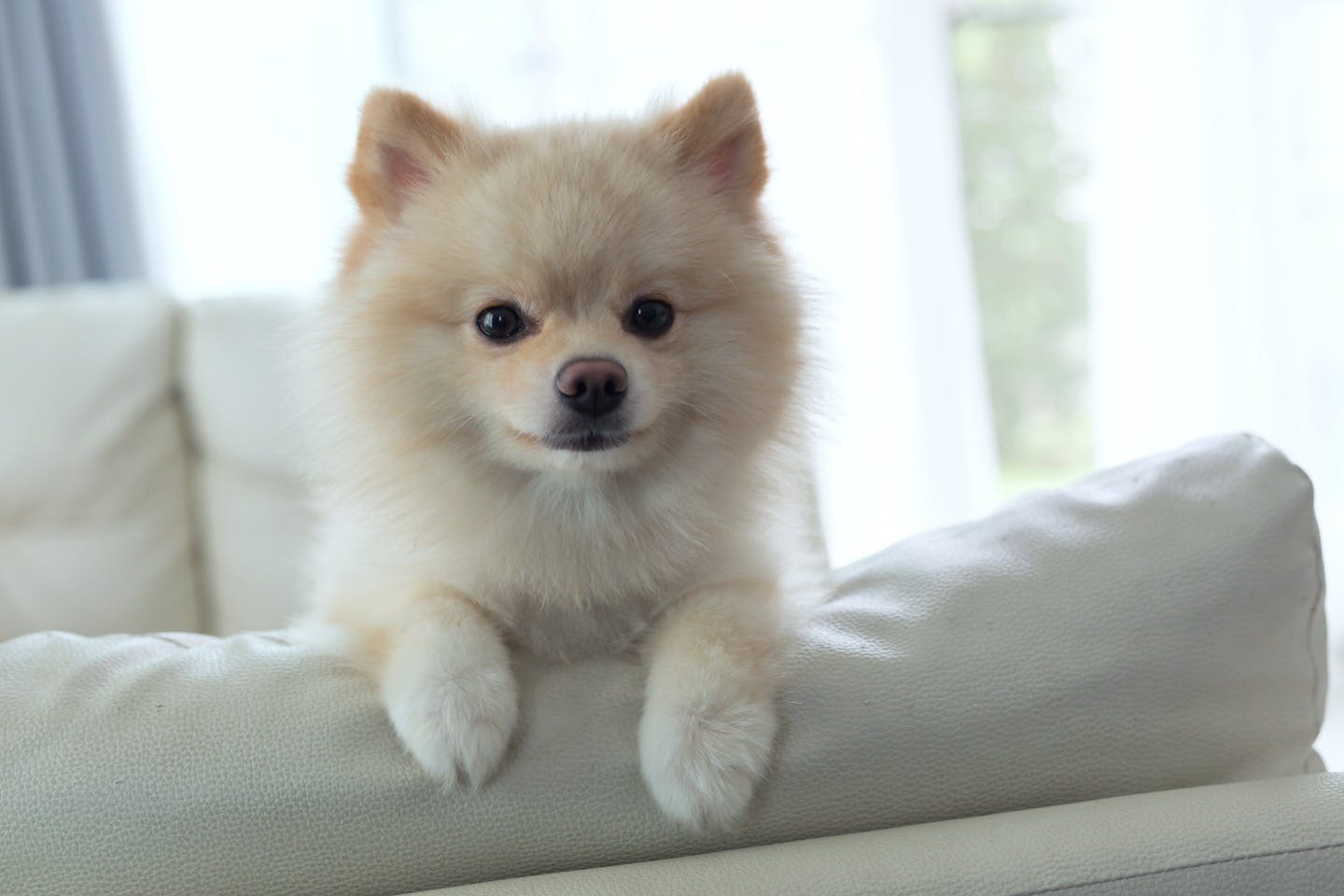 獣医師監修 犬の留守番は何時間が限界 年齢ごとの目安と必要なしつけ 環境作りについて解説 わんクォール