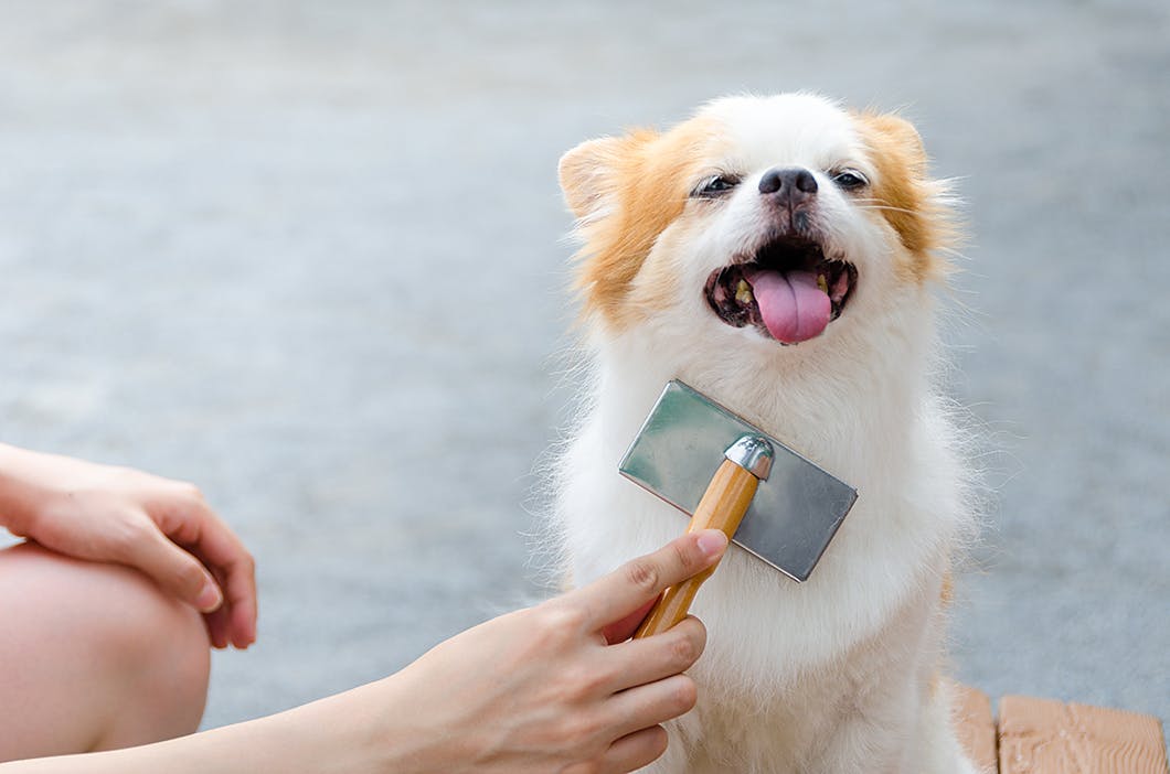 病気予防にも 犬のブラッシング 効果や頻度 コツや注意点とは Care お手入れ わんクォール