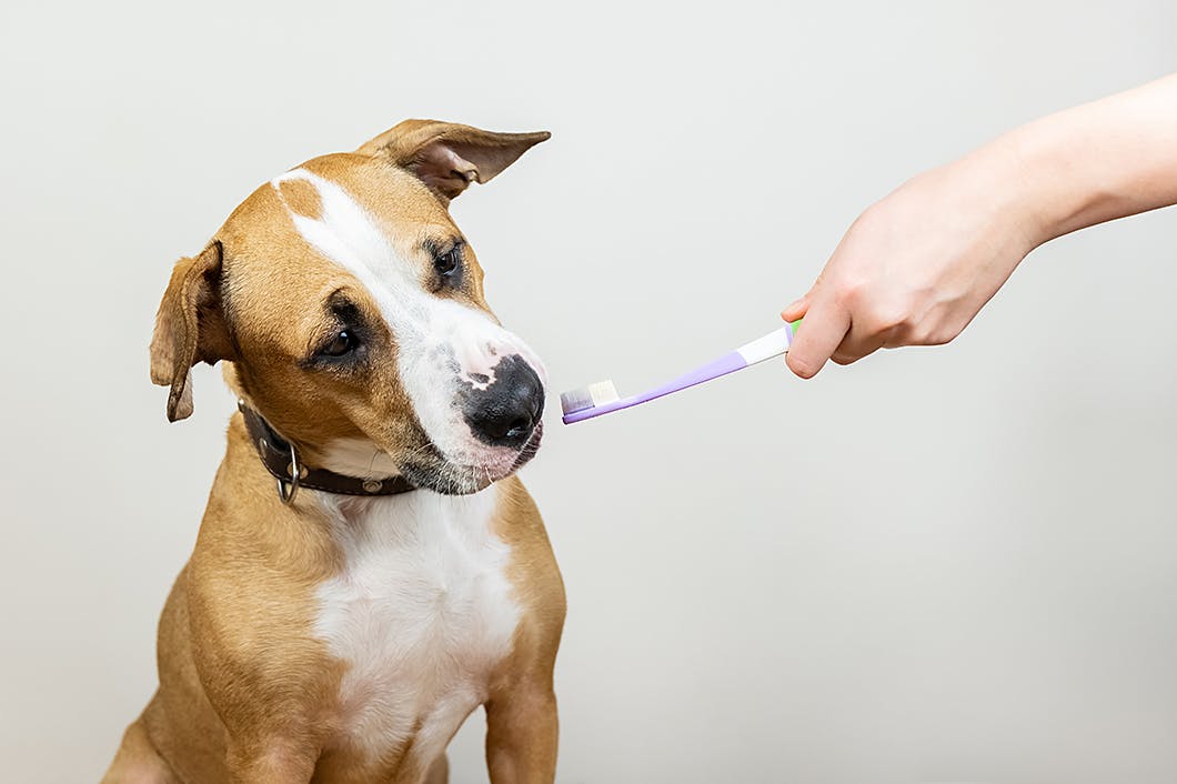 約80 が歯周病 犬の歯磨きの頻度やコツ 注意点を知って予防しよう Care お手入れ わんクォール