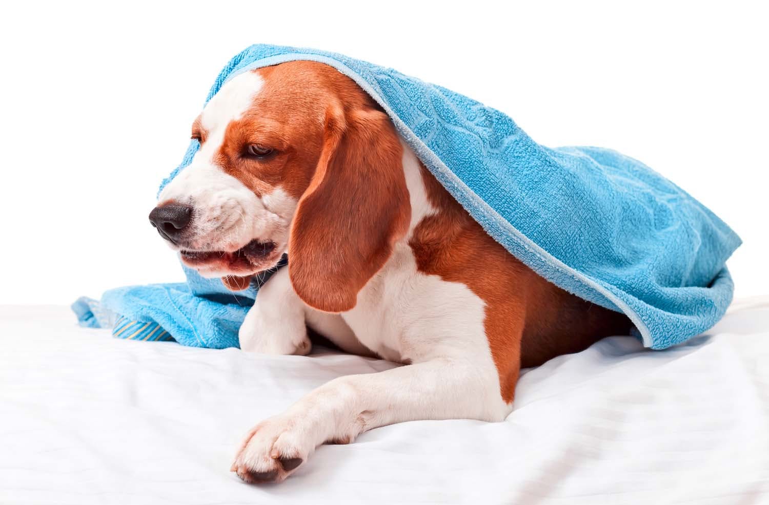 犬の咳の原因は 咳の種類や病院に連れて行くべき症状 対処法について解説 獣医師監修 Illness 病気 わんクォール