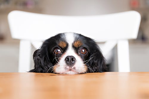 人の薬や電池を飲み込んだら 犬が誤飲 誤食すると命に関わる異物5選 わんクォール 人の薬や電池を飲み込んだら 犬が誤飲 誤食すると命に関わる異物5選 わんクォール
