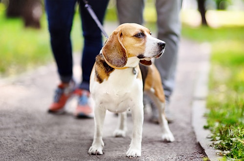 愛犬の健康寿命を延ばす３つの運動習慣(お散歩編)