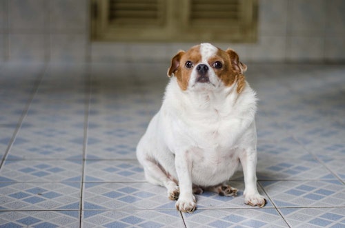【獣医師監修】うちの子って太り過ぎ！？犬の肥満度チェックとダイエット法を紹介