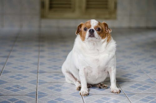 獣医師監修 うちの子って太り過ぎ 犬の肥満度チェックとダイエット法を紹介 わんクォール