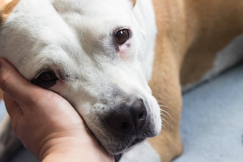 獣医師監修 犬の抜け毛がひどいときに考えられる病気は わんクォール