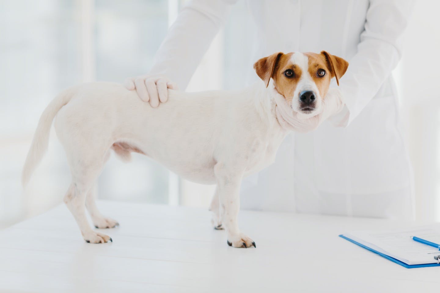 獣医師監修 犬に定期健診は必要 健康を管理する習慣と健診の頻度 Illness 病気 わんクォール