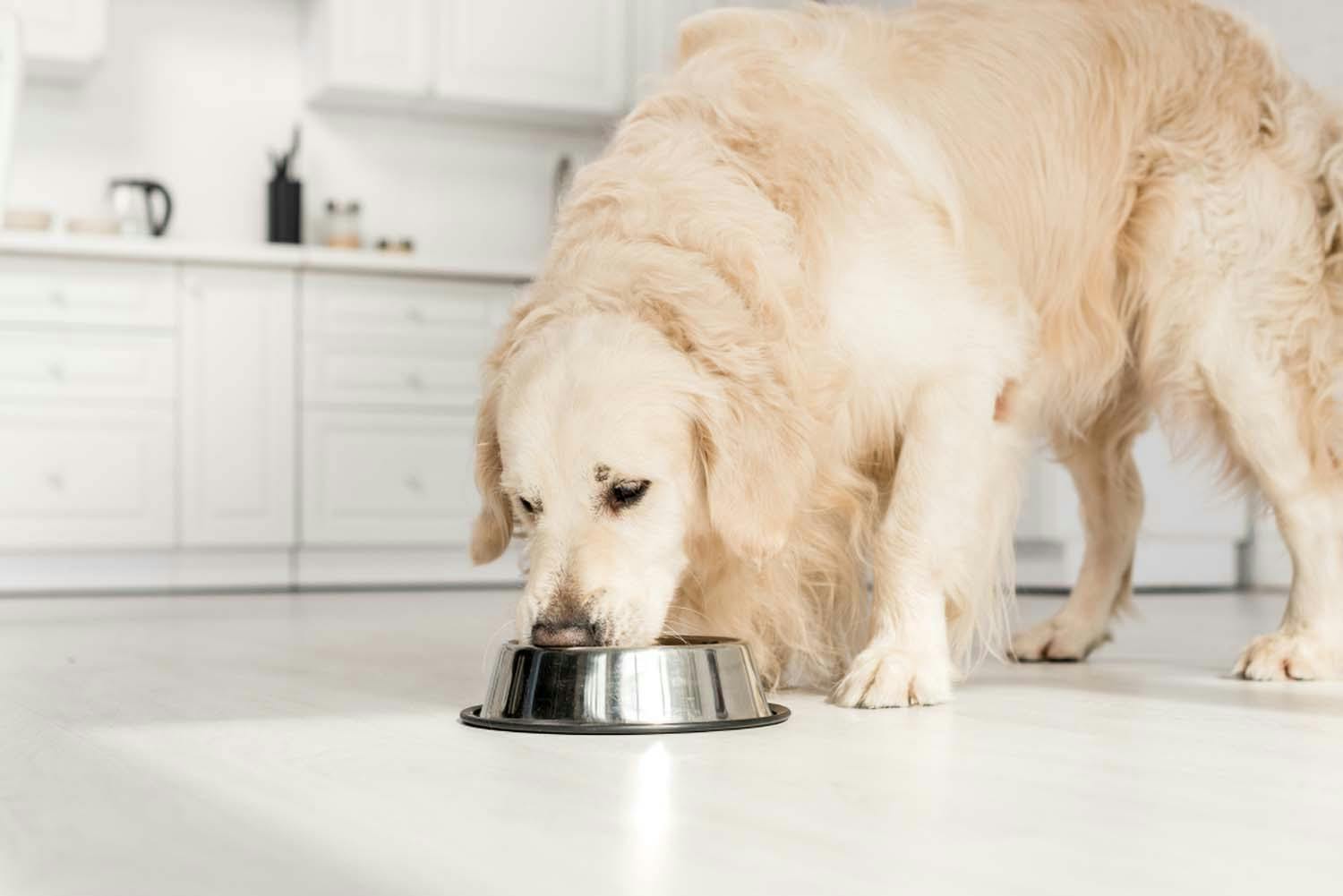 シニア犬が薬を飲んでくれない 上手に飲ませるコツを獣医師が伝授 わんクォール