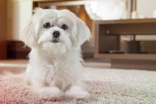 犬が留守番中トイレをしない ごはんを食べない 心配事にアドバイス わんクォール