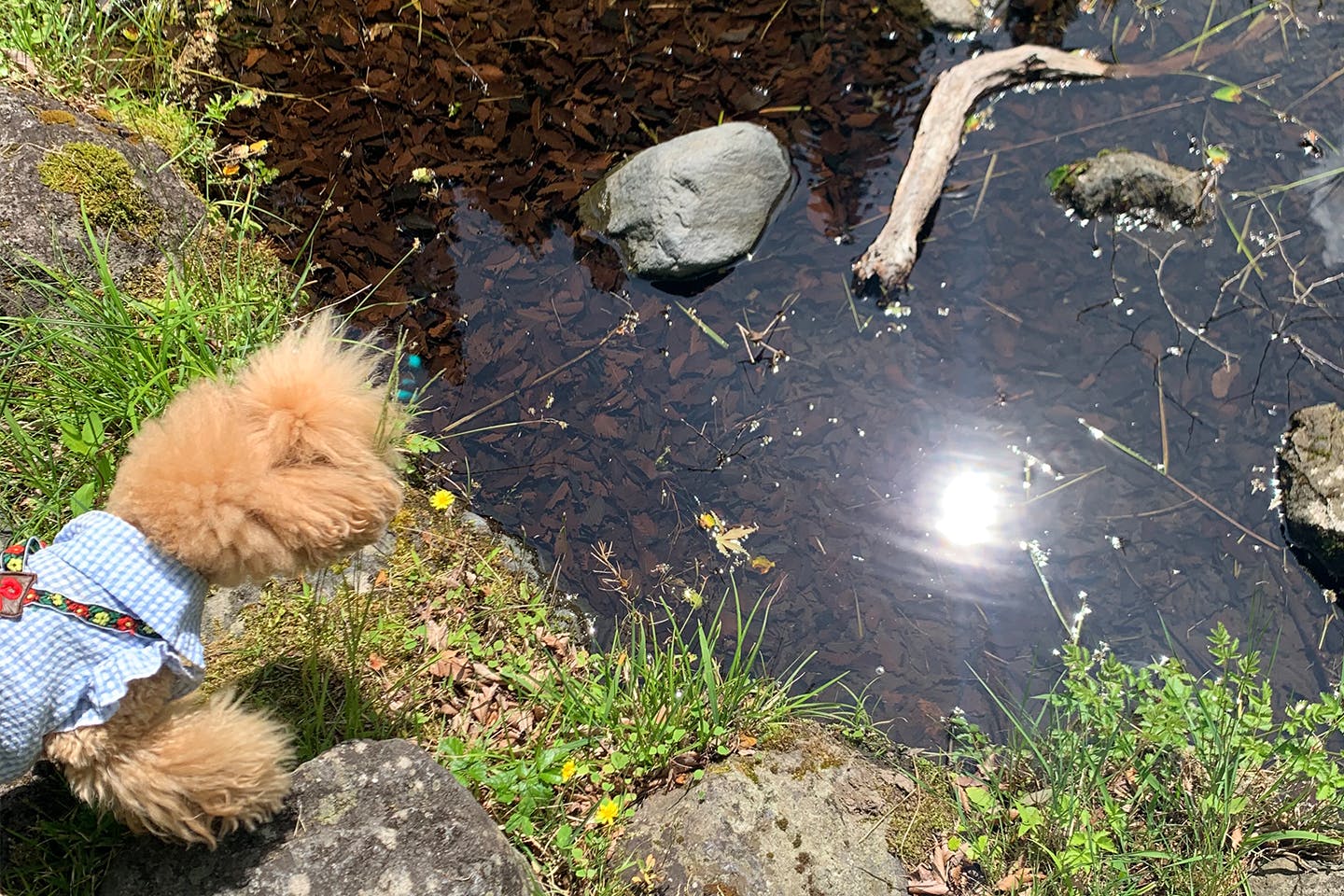 天子の森オートキャンプ場　愛犬とオタマジャクシ