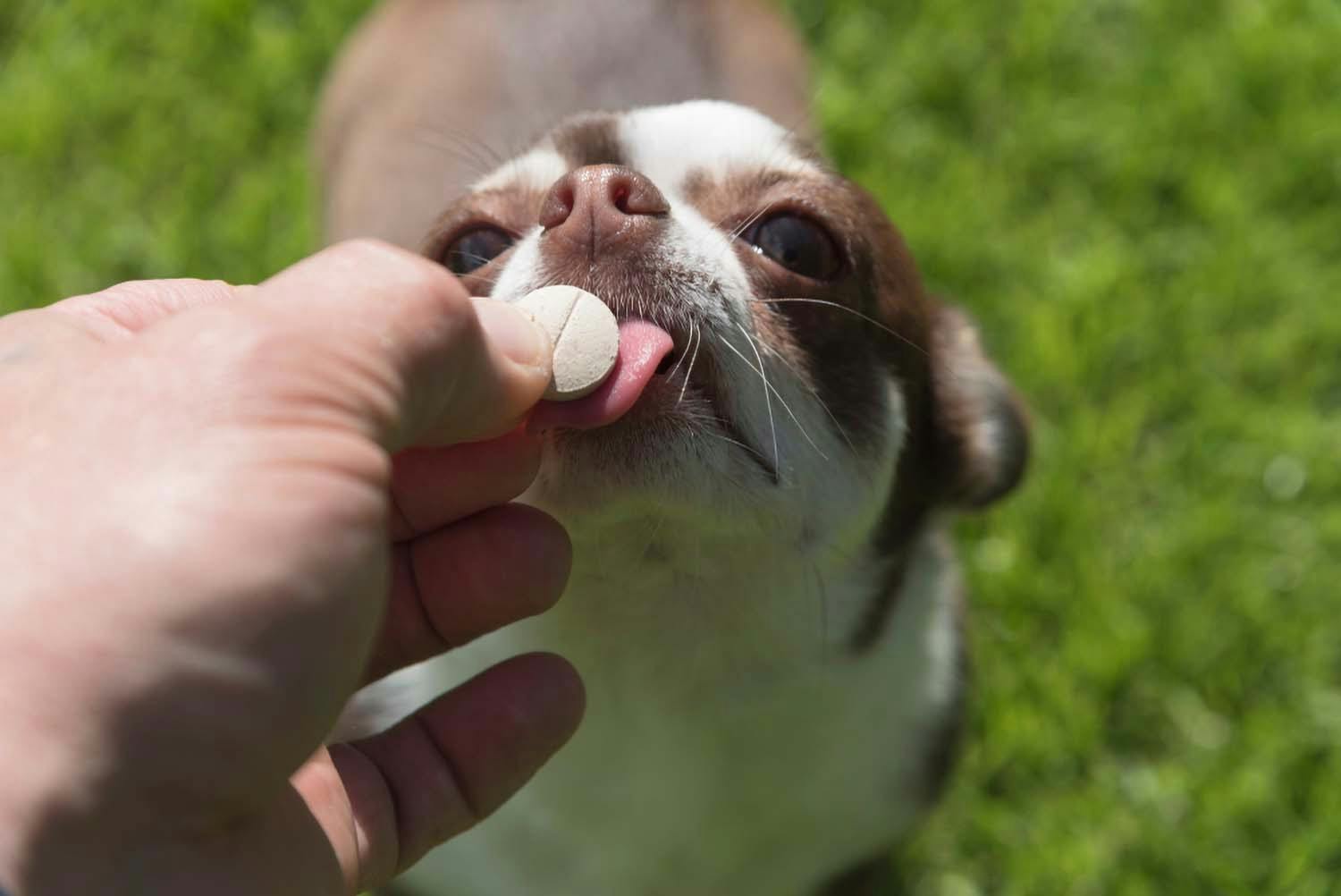 獣医師監修 犬にサプリが必要な理由とは 上手な与え方や注意点を紹介します Illness 病気 わんクォール